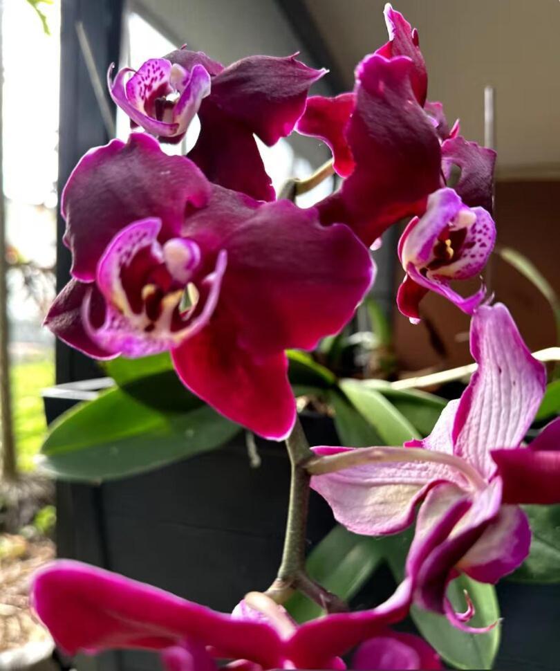 Tropical Oasis Shared Male B5 Apartamento *